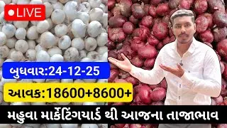 મહુવા યાર્ડ થી લાલ અને સફેદડુંગળીના ભાવ💥24-12-25 | White & Red Onion Rate | लाल ओर सफेदप्याज का भाव🧅