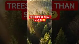 Деревьев больше, чем звёзд?! Этот факт вас поразит 🌲⭐