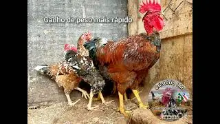 Animais da ra&ccedil;a Galinha Tradicional Bal&atilde;o,GSB e Polaca.