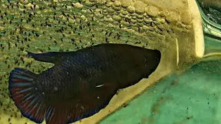 reproducción de Bettas plakat  (paso a paso etapa2)