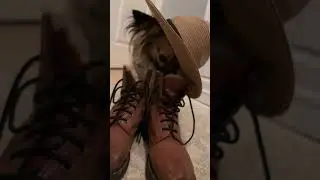 Cowboy 🤠 #fyp #foryou #silly #puppy #dog #cute