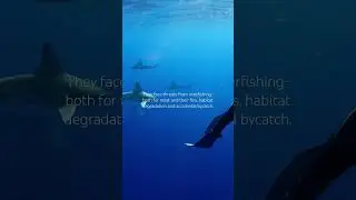 Spicy Sandbar Sharks 🌶️ SUBSCRIBE for original #shark content and #shorts