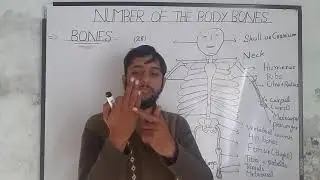 How many bones are in human body? i explain  bones with name 1 by 1.