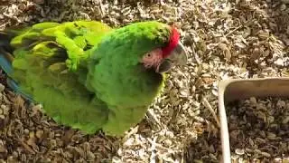 Karen Marts Pets Buffon's Macaw & Catalina Macaw Visits! Feathered Friends Forever