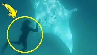When a Huge Manta-Ray Came To Them They Didn't Understand Why Then They Saw This And It Became Clear
