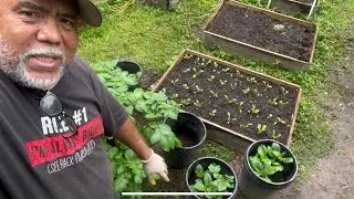 Feeding My Container Potatoes & Preparing Containers For Calabaza Pumpkins