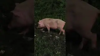 Pig is finding food, ##pig , #piglove , #piglife , #pigeating , #pignose , #pigfeed, #wildboar ,