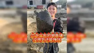 花3200包下一口没多少水的甲鱼塘，没想到还能挣这么多...