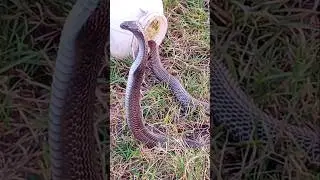 Indian Spectacle Cobra released ! dangerous cobra Released ! #animalrescue #gulab #ytshorts