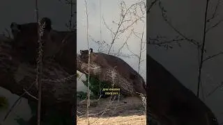Кто такая фосса?