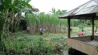 Tebang tebu tercepat ..
