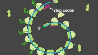 06 5 Polyribosome