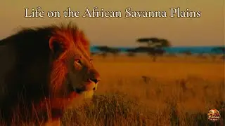A Deep Look Into the African Savanna and Its Complex Wildlife System