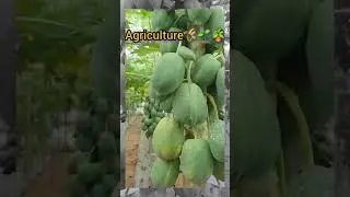 #Agriculture practices in field crop #that status video knowledge for papaya 🪴 plant physiology🪴