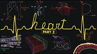 🫀The Heart | Part 3 | Electrical Activity and Series Recap | ASMR ✨