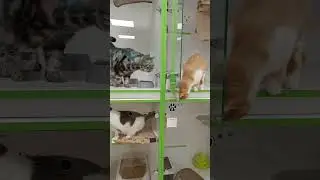 знакомства котиков у нас в гостинице #cats #гостиницадлякошек