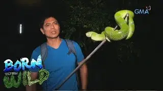 Born to be Wild: Close encounter with a large Temple Pit Viper
