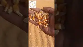 Checking Maize (Corn) Moisture Content for Quality | Acorn Global Private Limited