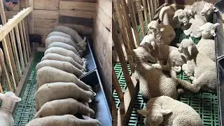 How to keep our little lambs healthy and lead our farm to success