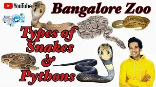 Snakes | Python | Snakes at Zoo | Bangalore Zoo | Bannerghatta Biological Park | Types of snakes