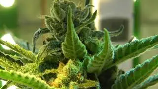 #growclassicday56 #ledgrowlights #fullspectrumled #growlights #ledgrow #ledgrown #ledgrower