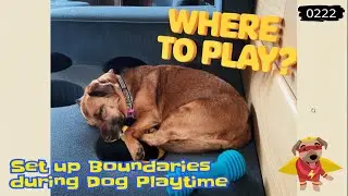 Stop your Dog being Over-excited in Chill areas at Home (0222)