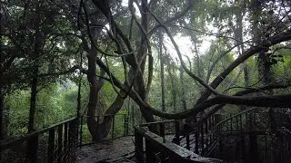Forest Sky Walk in Monsoon | Calicut University | 4K ASMR