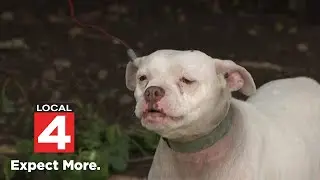 Dogs killed by Detroit police: How big is this problem, and what can be done?