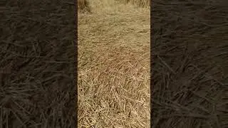 ASMR - Entering the center of a crop circle 2022 #shorts