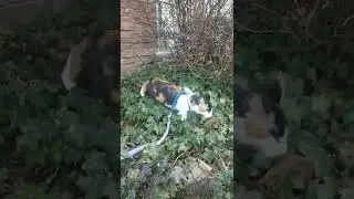 Bird Stalking