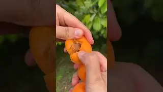 Fresh Apricots Yasin Valley, Ghizer Gilgit Baltistan #anime #music #nature #khajoor #fruits #shorts