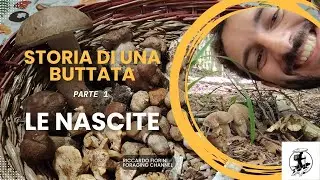 Porcini 2024 - Storia di una buttata pt. 1: le nascite 🍄&zwj;🟫