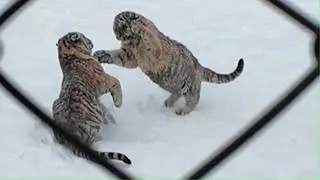 Lovely Tiger in China Dongbei Area 东北虎金渐层