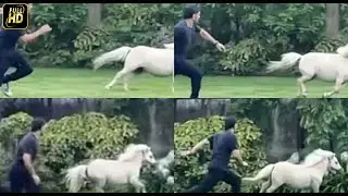 WATCH: MS Dhoni races with his horse in a heart-warming video at his farmhouse