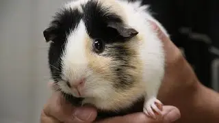 The wild history of the Guinea pig
