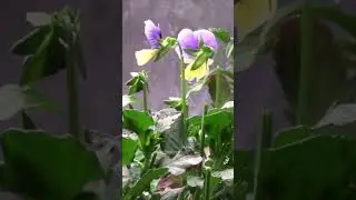 🌺ТАЙМЛАПС Виола на гидропонике🌺 #plant #gardening #hydroponics #timelapse