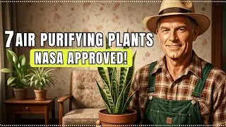 Best Indoor Air Purifying Plants: 7 NASA-Approved Houseplants for Clean Air!