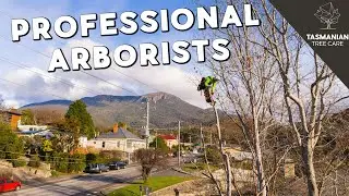 TREE REMOVAL - SOUTH HOBART