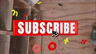 Vamos a vacunar las palomas mensajeras.