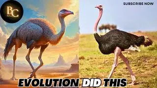 A Dinosaur In Feathers Still Walks Among Us| The Ostrich