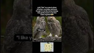 Owls kiss too🥹 #fyp #viral #animals #bird #birds #cute #owl #owls #aww #kiss #fypシ #shorts #ytshort