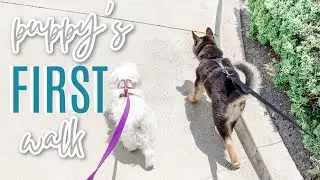 Our Puppy's FIRST WALK! (Hilarious!)