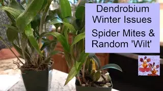 Dendrobium Orchid Issues | Winter Spider Mites & Random Dendrobium 'Wilt' | Trash or Treatment?
