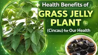 Health Benefits of grass Jelly Plant (Cincau) for Our Health