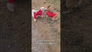 Small dogs think he's tough on a leash.