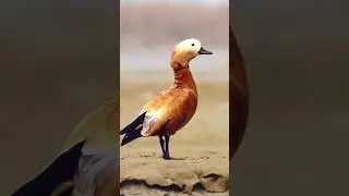 Ruddy shelduck at gajoldoba| Gajoldoba| Birds of Gajoldoba| Wildlife of West Bengal| North Bengal|