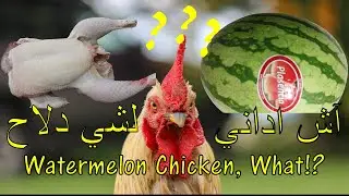 شوفو شنو عملت بدجاجة و دلاحة WATERMELON CHICKEN