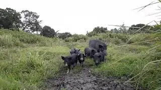 Native Pig Farming Part 1: Philippine Native Pigs | Free range Pigs