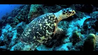 Bonaire's Nature