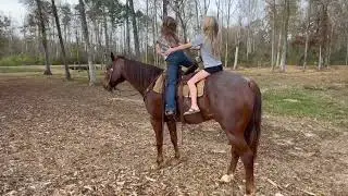 AQHA Red Roan Gelding